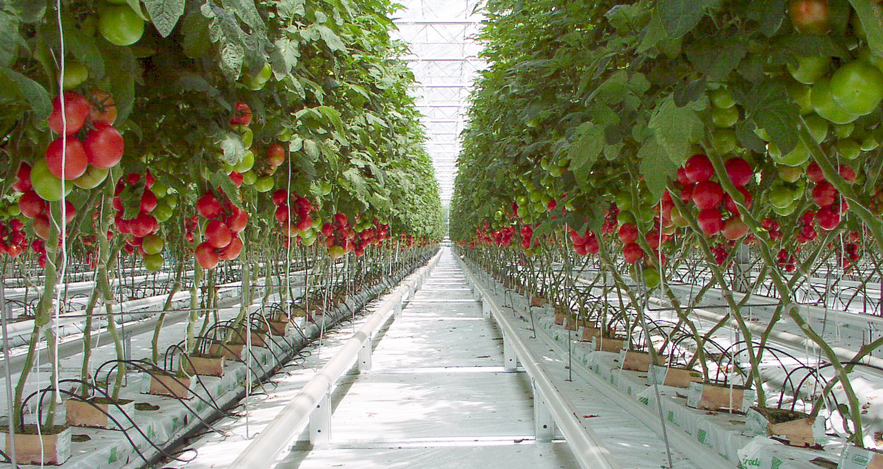 The Dutch greenhouse technology giving vegetable farming a ...