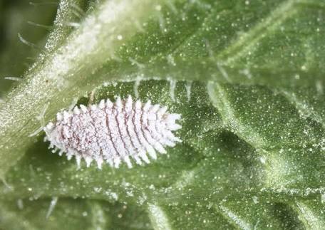 MEALYBUGS-BIOLOGY AND CONTROL | Horticultural News