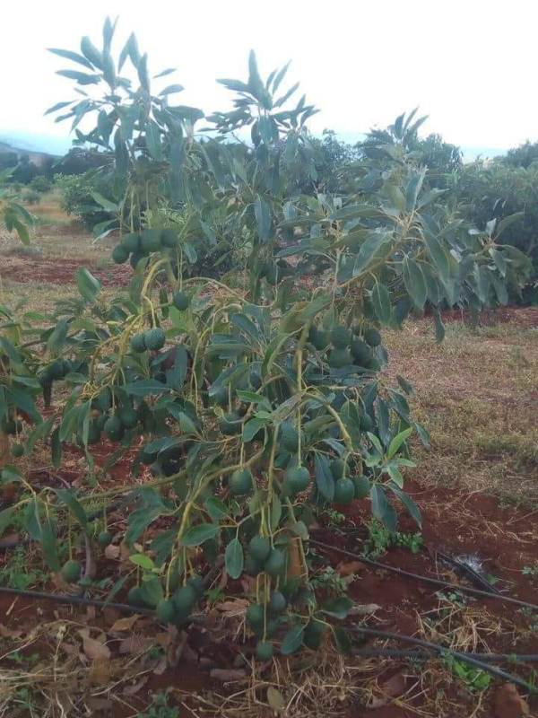 Kenyan avocado season kicks off | Horticultural News