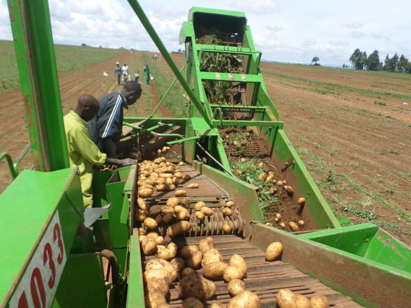 Raccolto di patate keniota