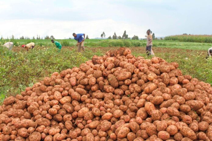 Fresh crop