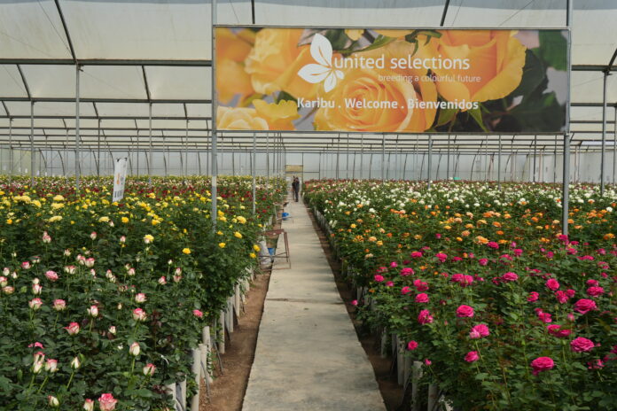United Selections Sees Strong Rose Demand at Naivasha HortiFair United Selections showcases new rose varieties at Naivasha HortiFair 2026